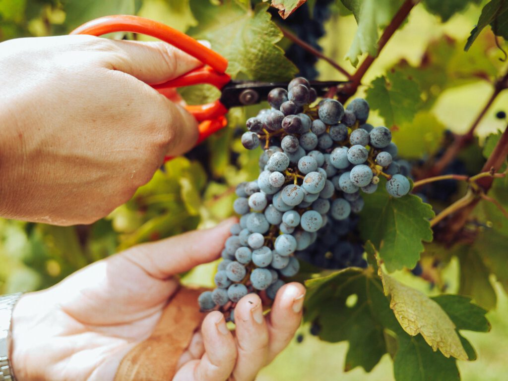 Rượu Vang Chile: 9 Điều Về Nguồn Gốc & Thưởng Thức