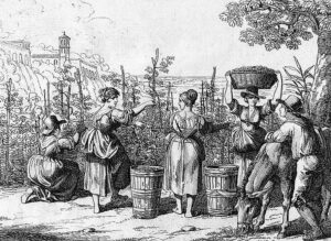 Lịch sử phát triển của rượu vang: từ cổ đại đến hiện đại